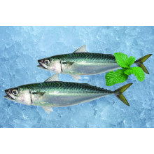 Fresh frozen pacific mackerel